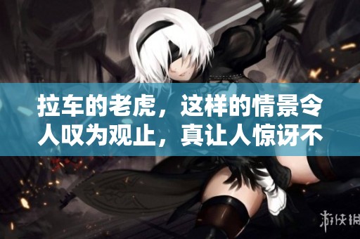 拉车的老虎，这样的情景令人叹为观止，真让人惊讶不已。