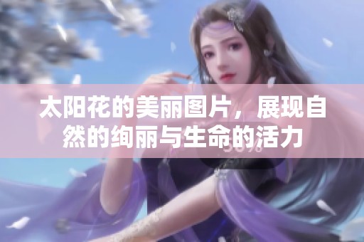 太阳花的美丽图片，展现自然的绚丽与生命的活力