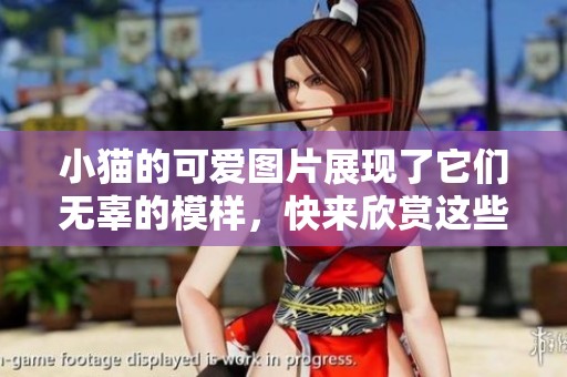 小猫的可爱图片展现了它们无辜的模样，快来欣赏这些迷人的小猫吧