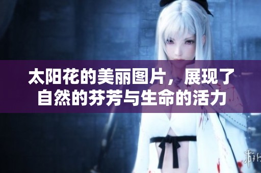 太阳花的美丽图片，展现了自然的芬芳与生命的活力