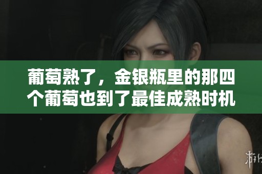 葡萄熟了，金银瓶里的那四个葡萄也到了最佳成熟时机